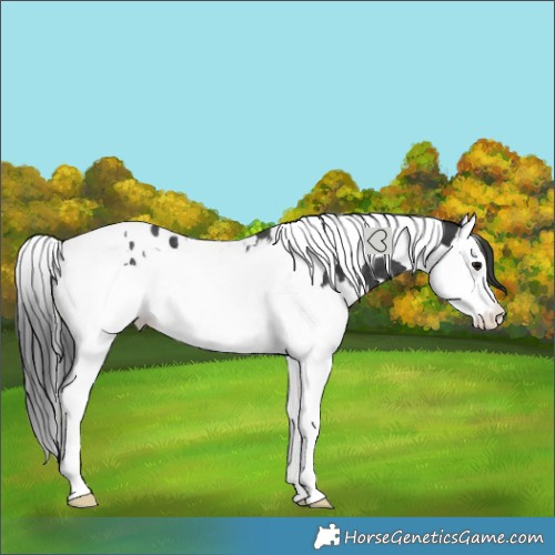 Horse Color:Black Splash Tobiano Rabicano