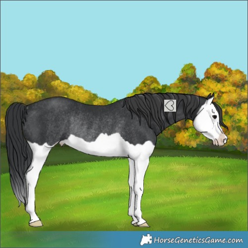 Horse Color:Black Splash Rabicano 