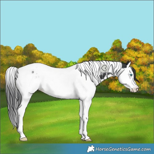 Horse Color:Black Splash Tobiano 