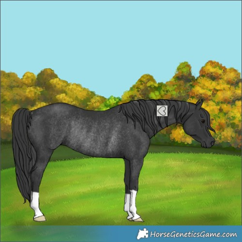 Horse Color:Black Rabicano 