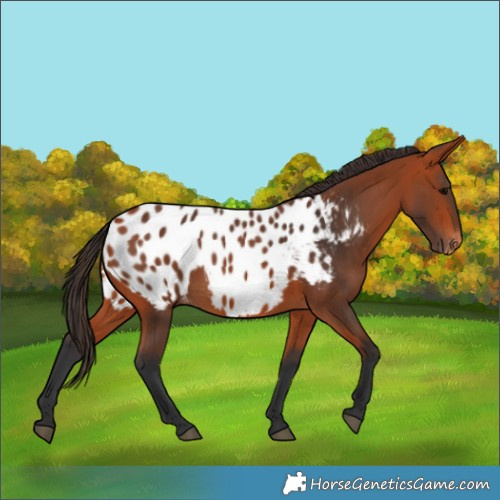 Horse Color:Bay Appaloosa Rabicano