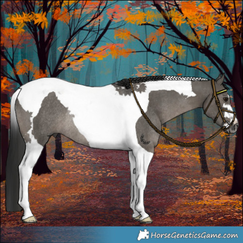 Horse Color:Gray Grullo Tobiano Rabicano 