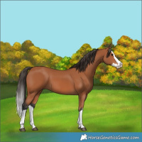 Horse Color:Bay Splash 