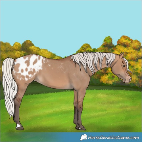Horse Color:Silver Brown Dun Appaloosa 