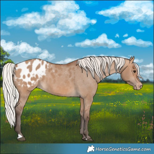 Horse Color:Silver Brown Dun Blanket 