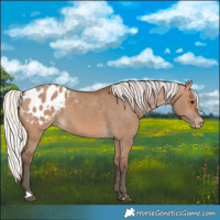 Horse Color:Silver Brown Dun Appaloosa 