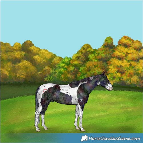 Horse Color:Nacre Brown Ice Sabino Tobiano Rabicano