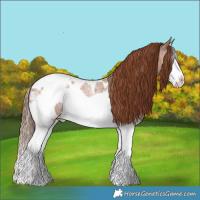 Horse Color:White Spotted Red Roan Splash Frame Appaloosa Rabicano