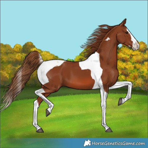 Horse Color:Chestnut Splash Tobiano