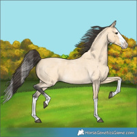 Horse Color:Buckskin Roan Splash 
