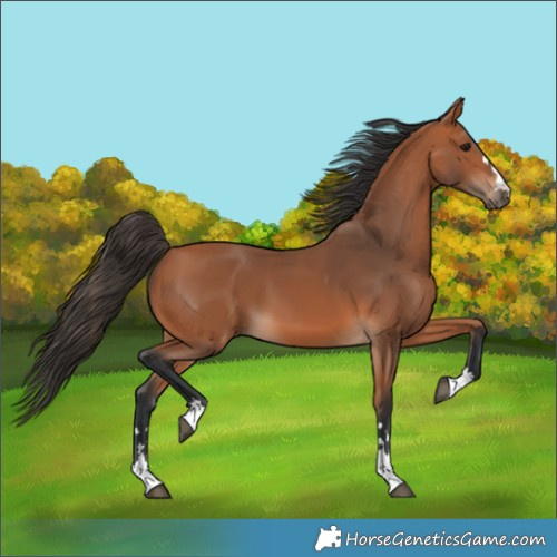Horse Color:Bay 