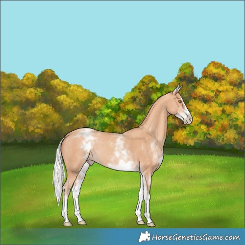 Horse Color:White Spotted Silver Amber Champagne Splash 