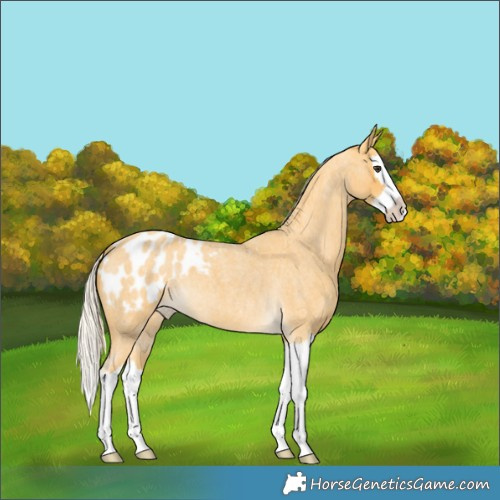 Horse Color:Palomino Roan Splash Appaloosa 