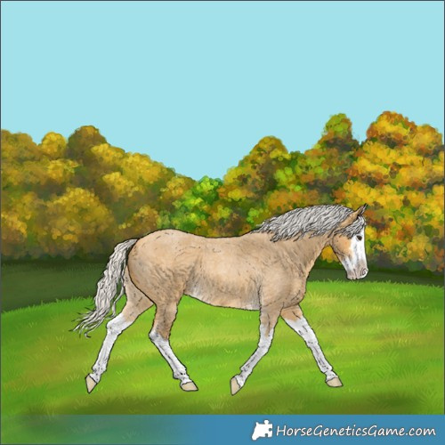 Horse Color:Silver Buckskin Roan Splash