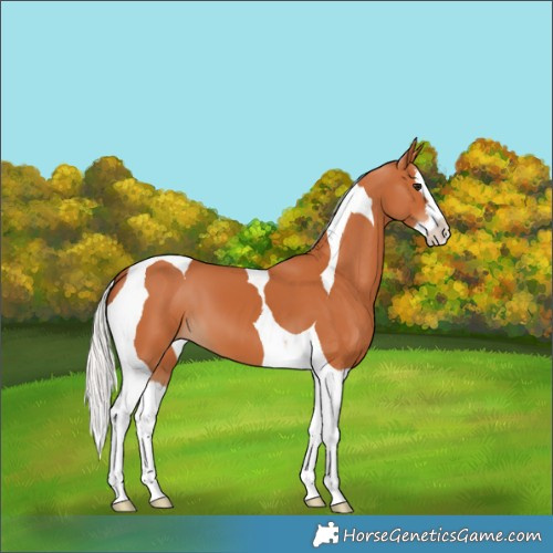 Horse Color:Silver Bay Splash Tobiano