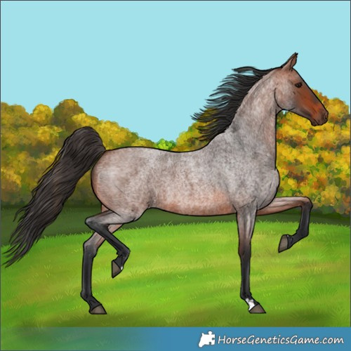 Horse Color:Bay Roan 