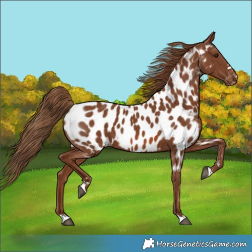 Horse Color:Chestnut Near Leopard 