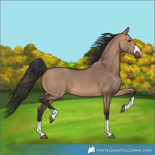 Horse Color:Bay Dun 