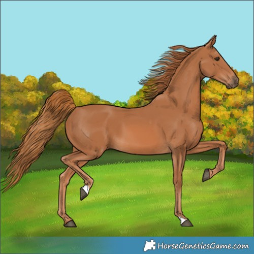 Horse Color:Chestnut 