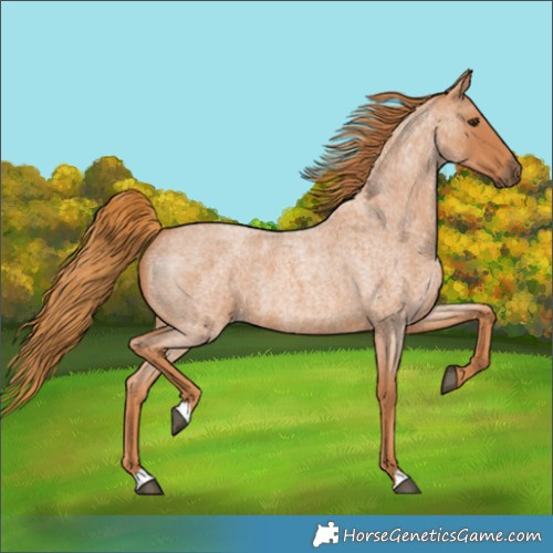 Horse Color:Red Roan