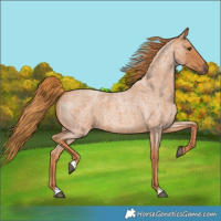 Horse Color:Red Roan 