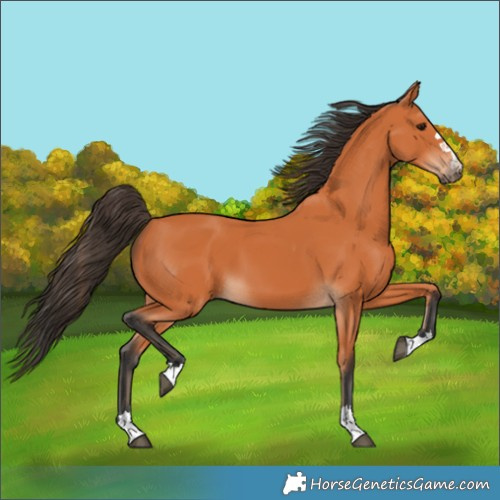 Horse Color:Bay 