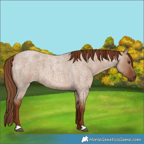 Horse Color:Red Dun Roan 