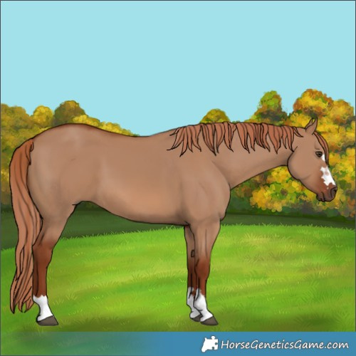 Horse Color:Red Dun 