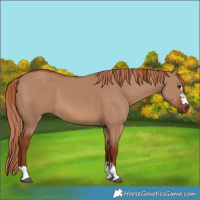 Horse Color:Red Dun 