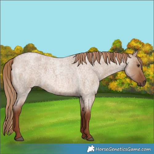 Horse Color:Red Dun Roan 