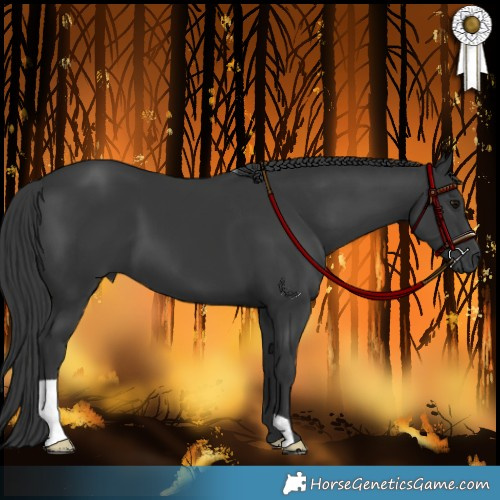 Horse Color:Black 