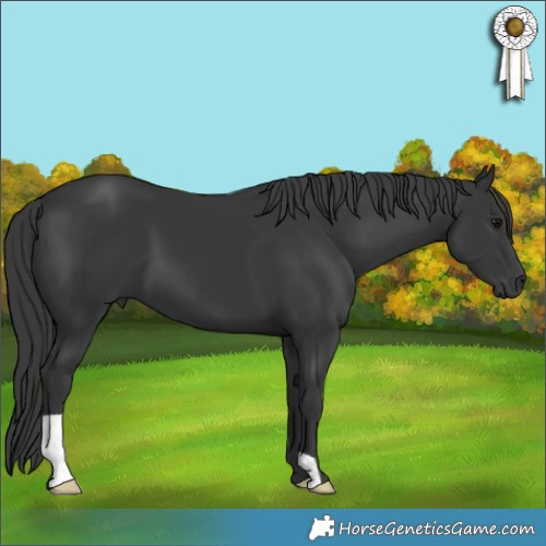 Horse Color:Black 