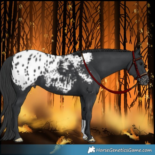 Horse Color:Black Appaloosa 