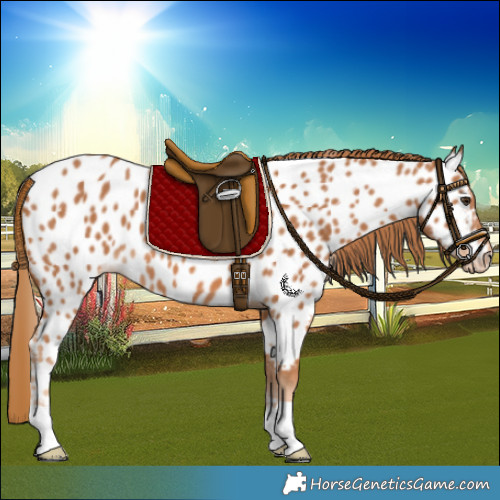 Horse Color:Chestnut Appaloosa 