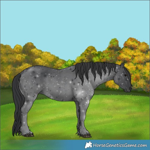 Horse Color:Black 