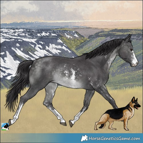 Horse Color:Platinum Buckskin Sabino Rabicano 