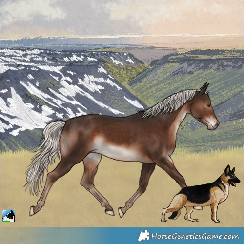 Horse Color:Liver Chestnut Mushroom Rabicano