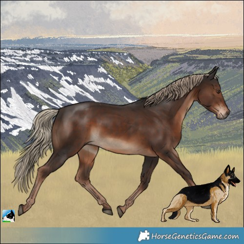 Horse Color:Liver Chestnut Rabicano 