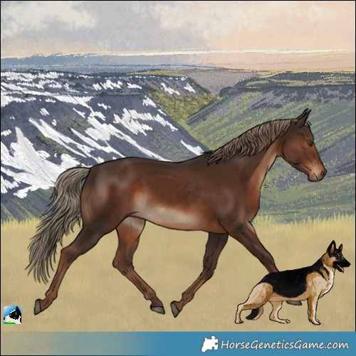 Horse Color:Liver Chestnut Rabicano 