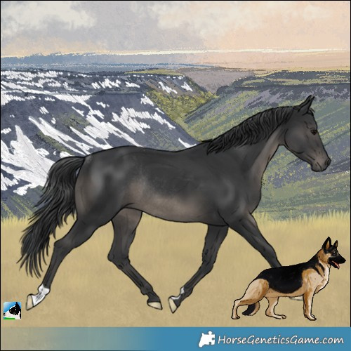 Horse Color:Platinum Black Rabicano 