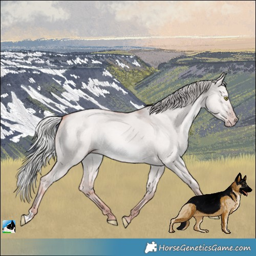 Horse Color:Platinum Silver Amber Champagne Dun Rabicano 