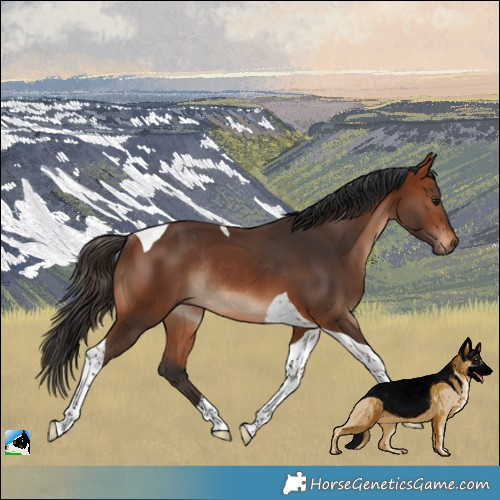 Horse Color:Bay Tobiano Rabicano 