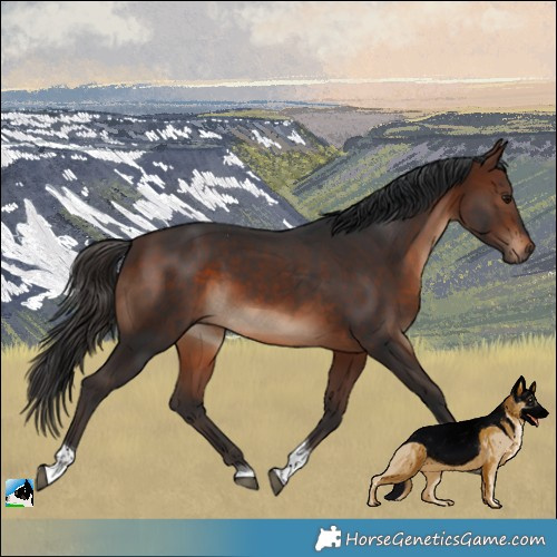 Horse Color:Brown Tobiano Rabicano 