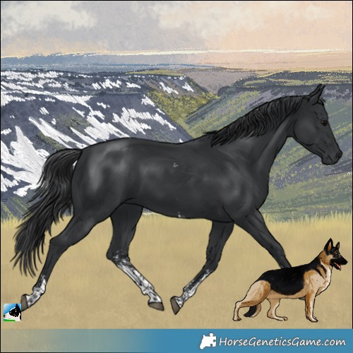 Horse Color:Platinum Black Sabino Rabicano 