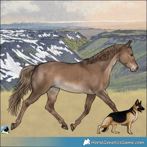 Horse Color:Liver Red Dun Rabicano 