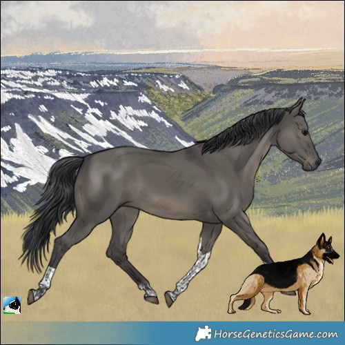 Horse Color:Platinum Grullo Tobiano Rabicano 