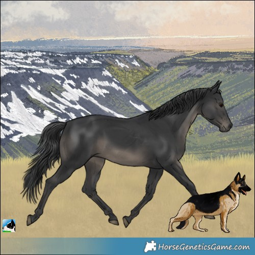 Horse Color:Black Rabicano 