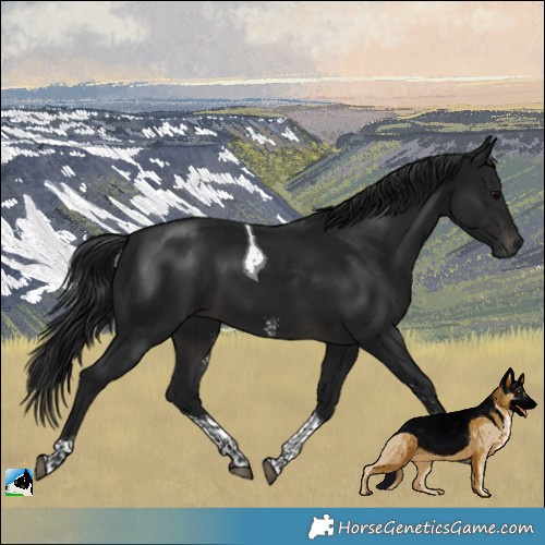 Horse Color:Gray Platinum Brown Sabino Tobiano 