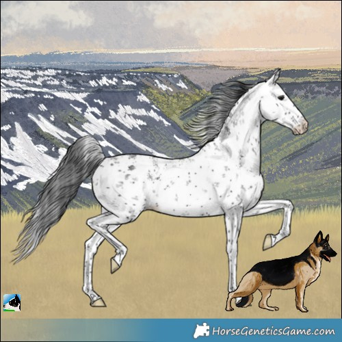 Horse Color:Platinum White Spotted Brown Sabino Rabicano 