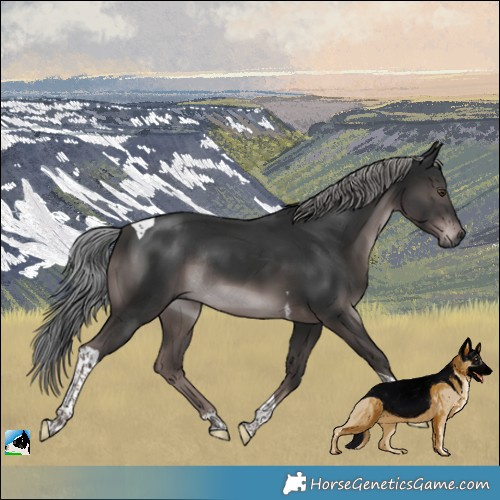Horse Color:Gray Platinum Liver Chestnut Tobiano Rabicano 